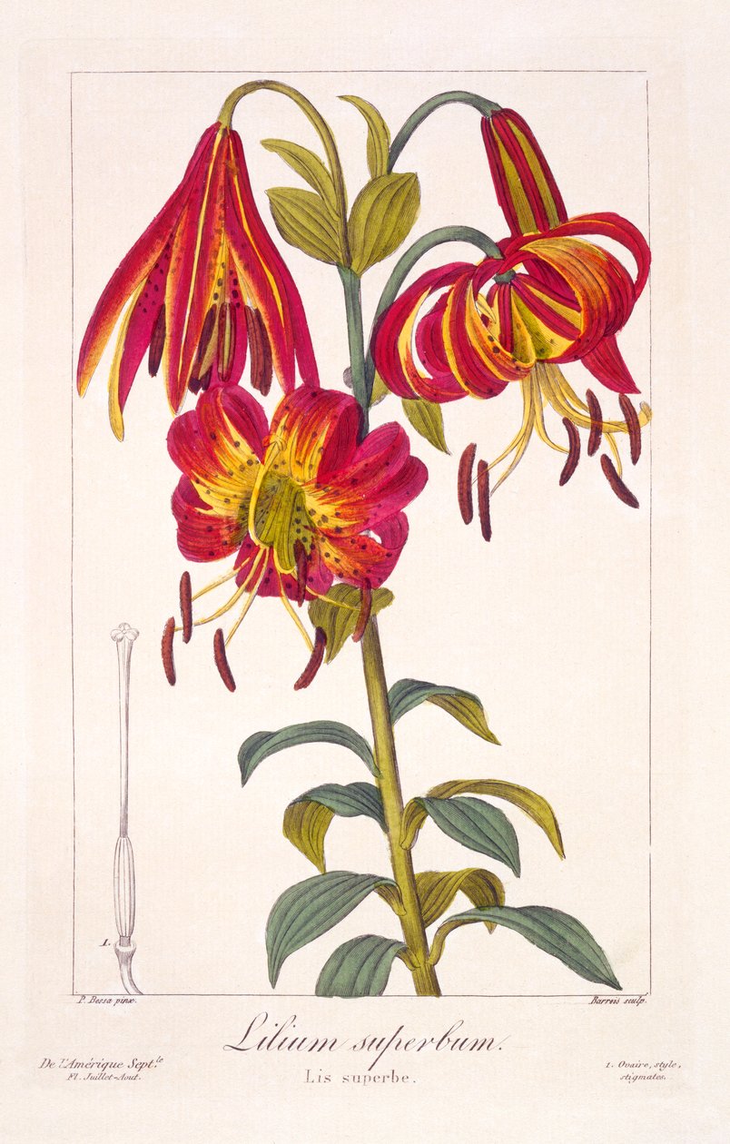 American Turkscap Lily, pub. 1836. av Panacre Bessa