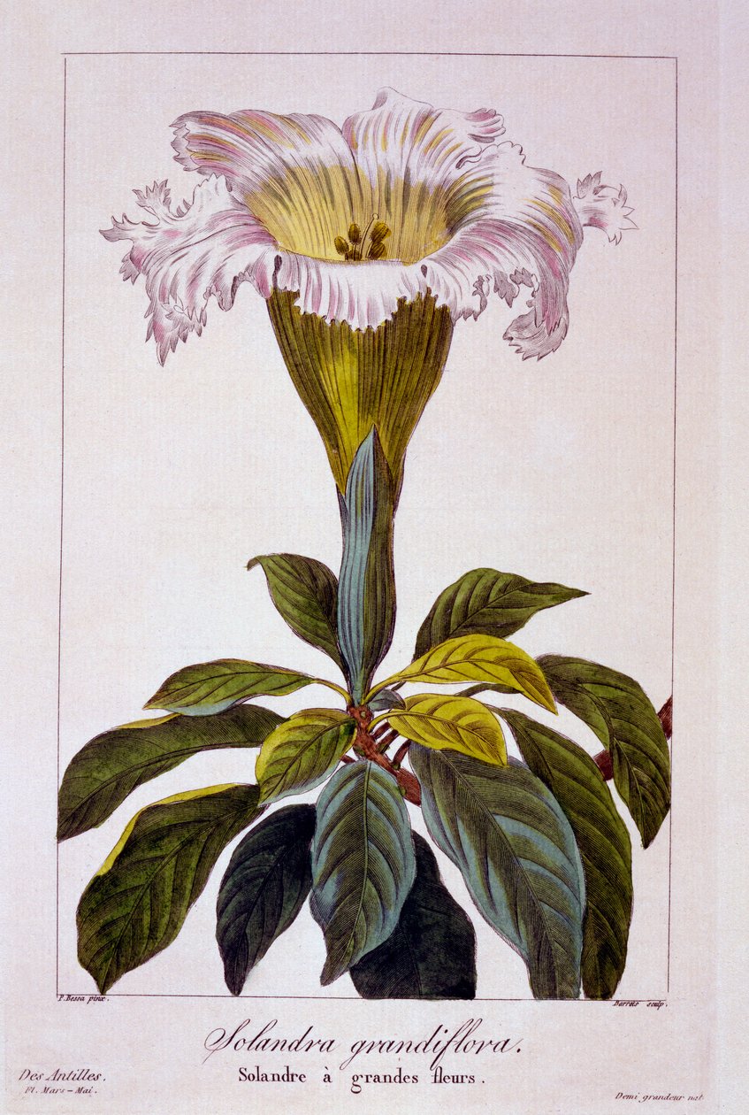 Chalice Vine, pub. 1836. av Panacre Bessa