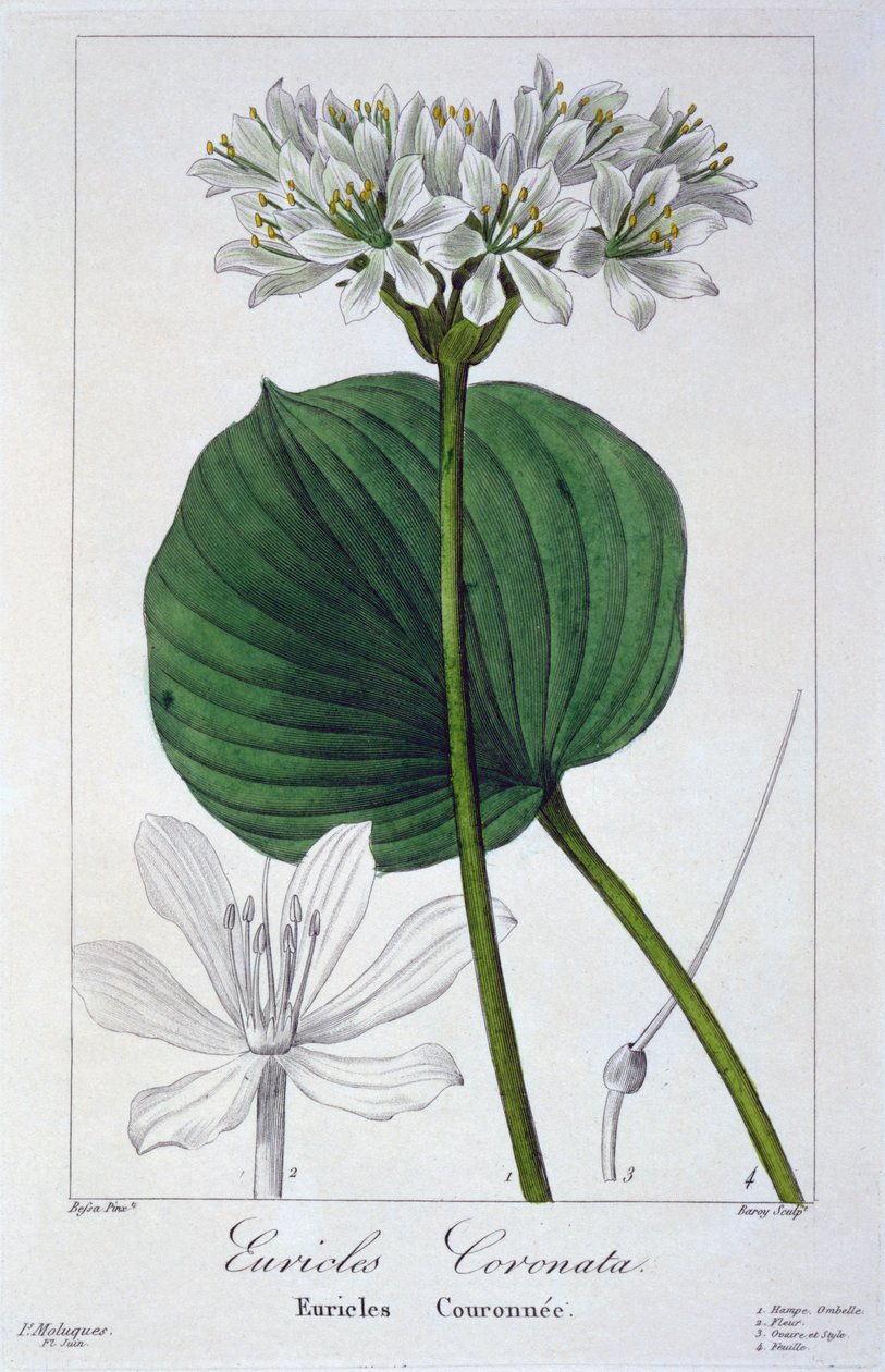 Euricles coronata, pub. 1836. av Panacre Bessa