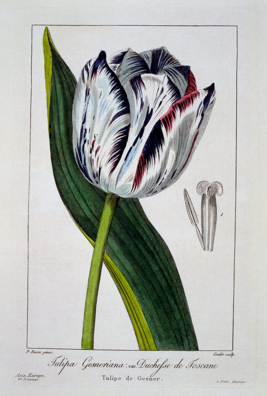 Tulpan: Hertiginnan av Toscana, pub. 1836. av Panacre Bessa