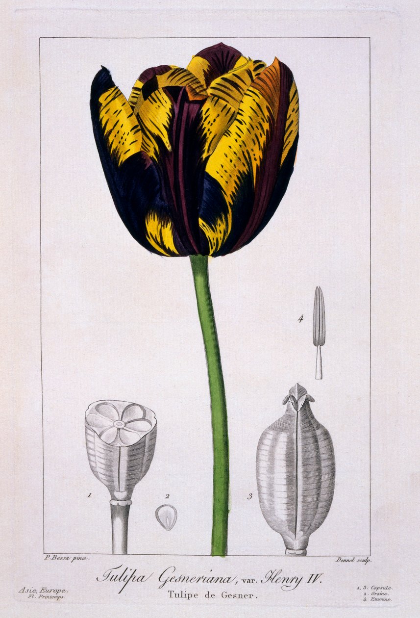 Tulpan: Kung Henrik IV., pub. 1836. av Panacre Bessa