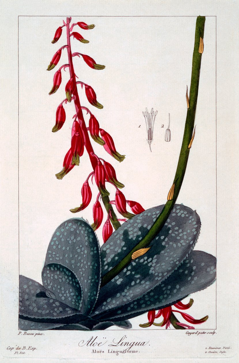 Aloe lingua, 1836 (handkolorerad gravyr) av Pancrace Bessa