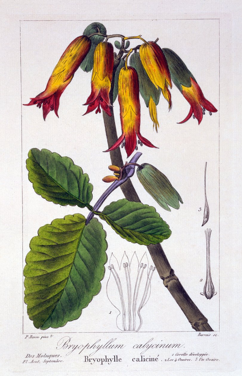 Bryophyllum calycinum, eller Kalanchoe pinnata, 1836 (handfärgad gravyr) av Pancrace Bessa