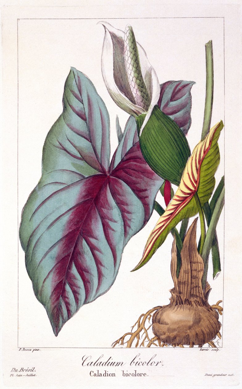 Caladium bicolor, 1836 (handfärgad gravyr) av Pancrace Bessa
