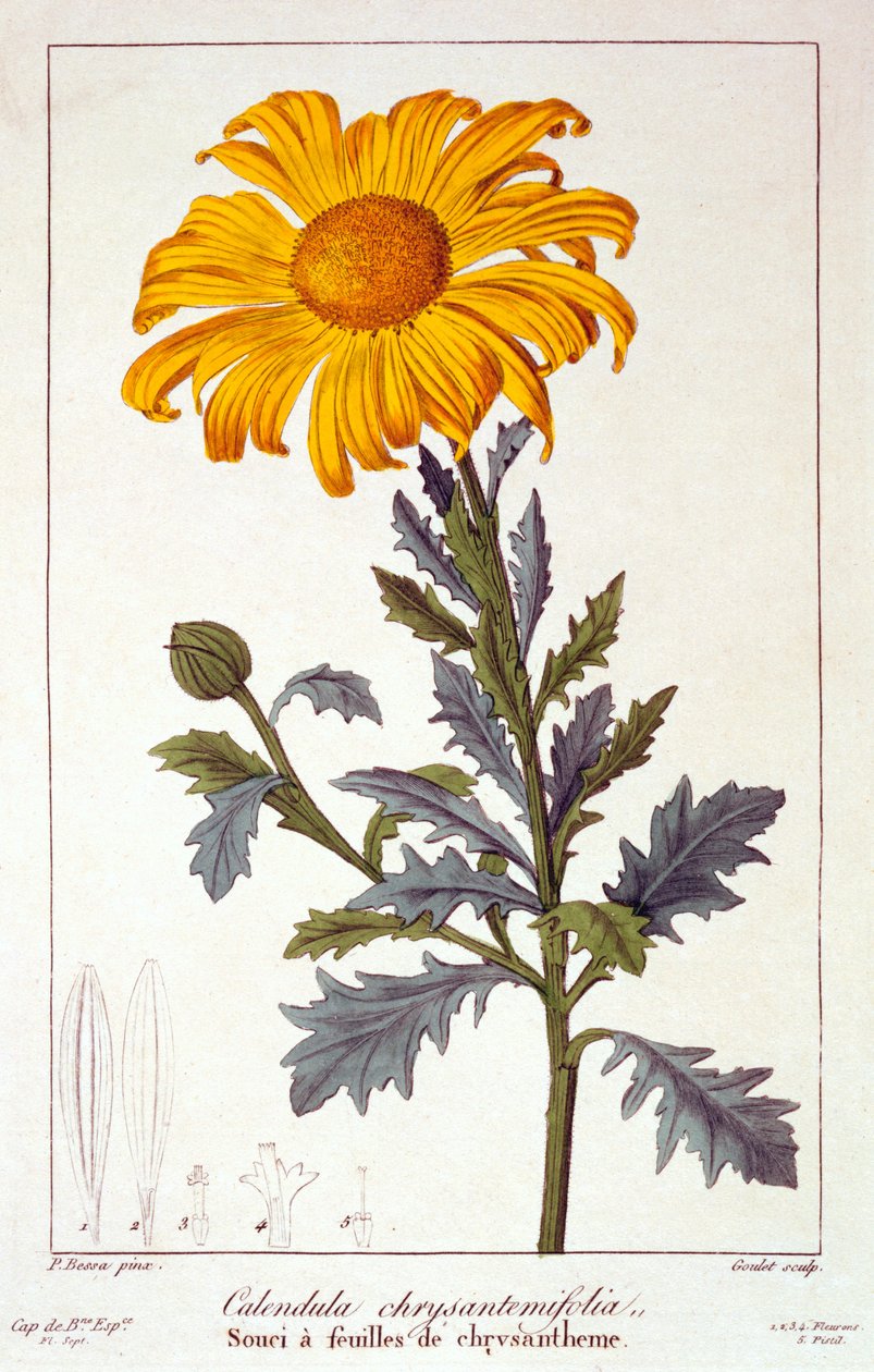 Calendula officinalis, eller kruka ringblomma, 1836 (handfärgad gravyr) av Pancrace Bessa