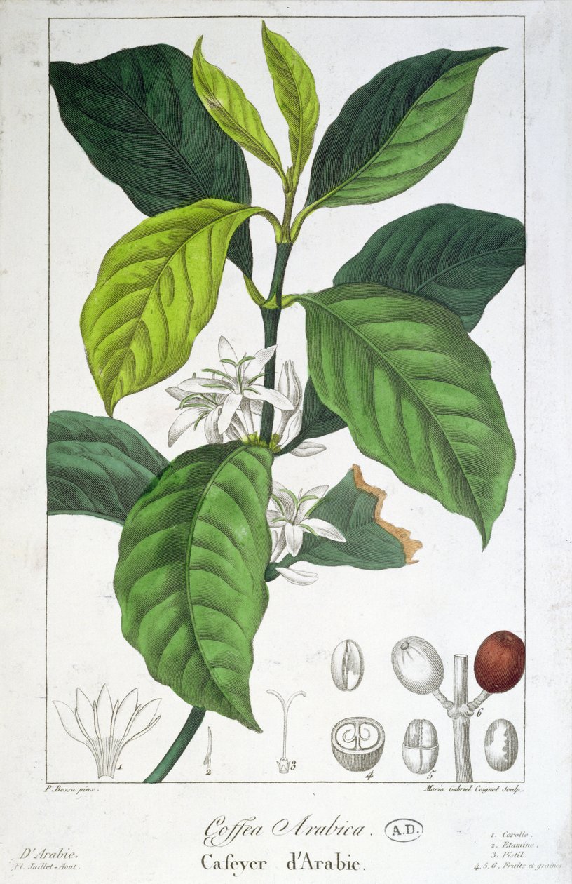 Coffea Arabica (Kaffe) graverad av Maria Gabriel Cogniet av Pancrace Bessa