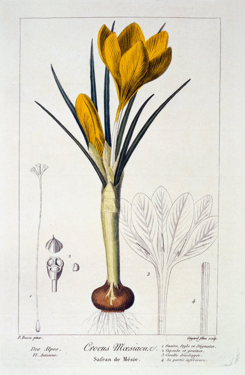 Crocus maesiacus, 1836 (handfärgad gravyr) av Pancrace Bessa