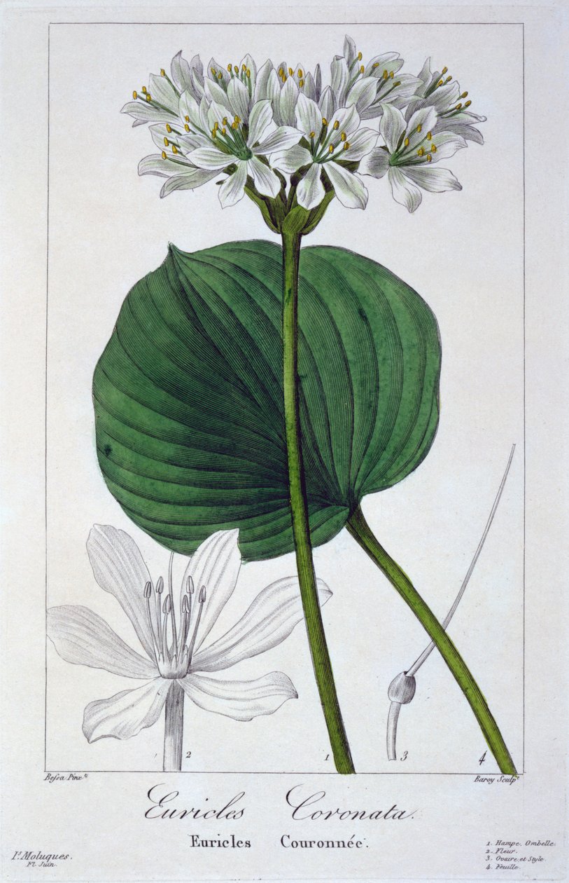 Euricles coronata, 1836 (handfärgad gravyr) av Pancrace Bessa