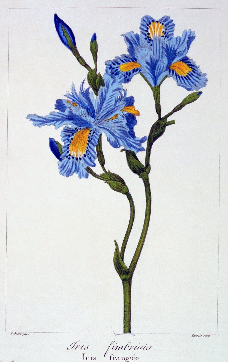 Fringed Iris, 1836 (handfärgad gravyr) av Pancrace Bessa