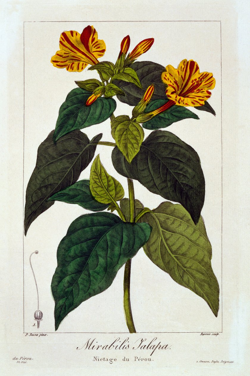 Ipomea purga, 1836 (handfärgad gravyr) av Pancrace Bessa