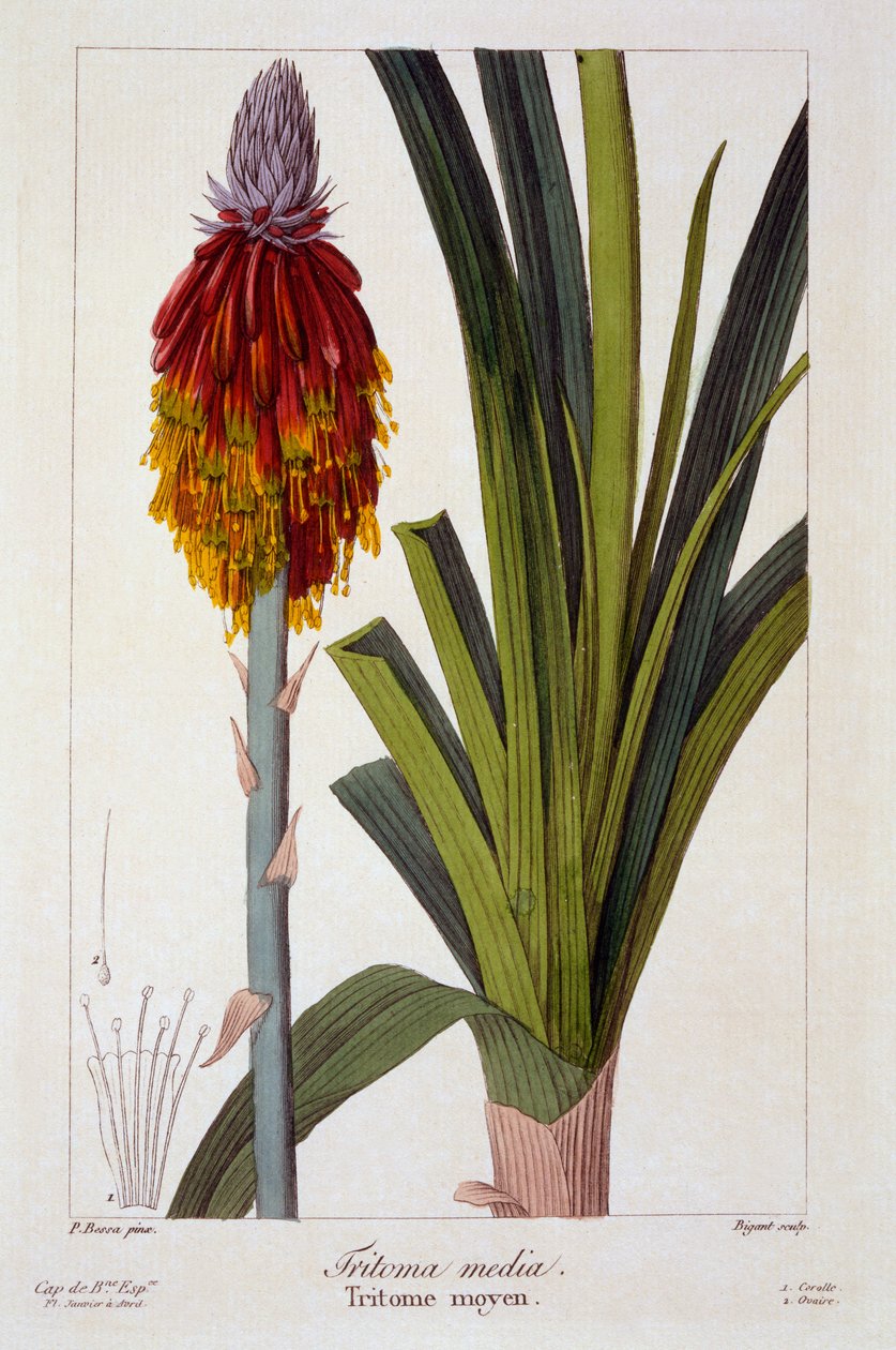 Kniphofia, 1836 (handfärgad gravyr) av Pancrace Bessa