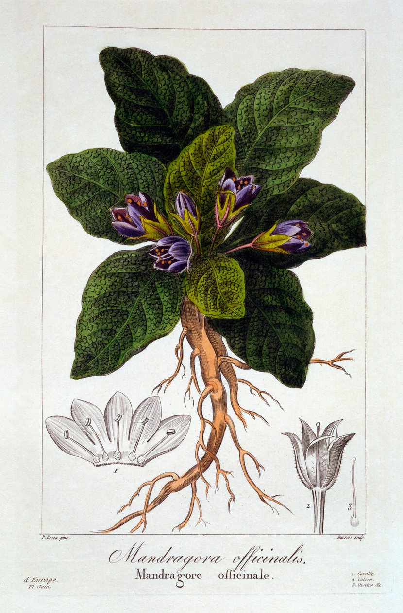Mandragora officinarum, 1836 (handkolorerad gravyr) av Pancrace Bessa