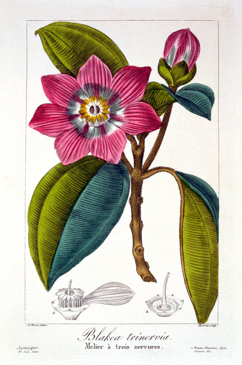 Melier, 1836 (handkolorerad gravyr) av Pancrace Bessa