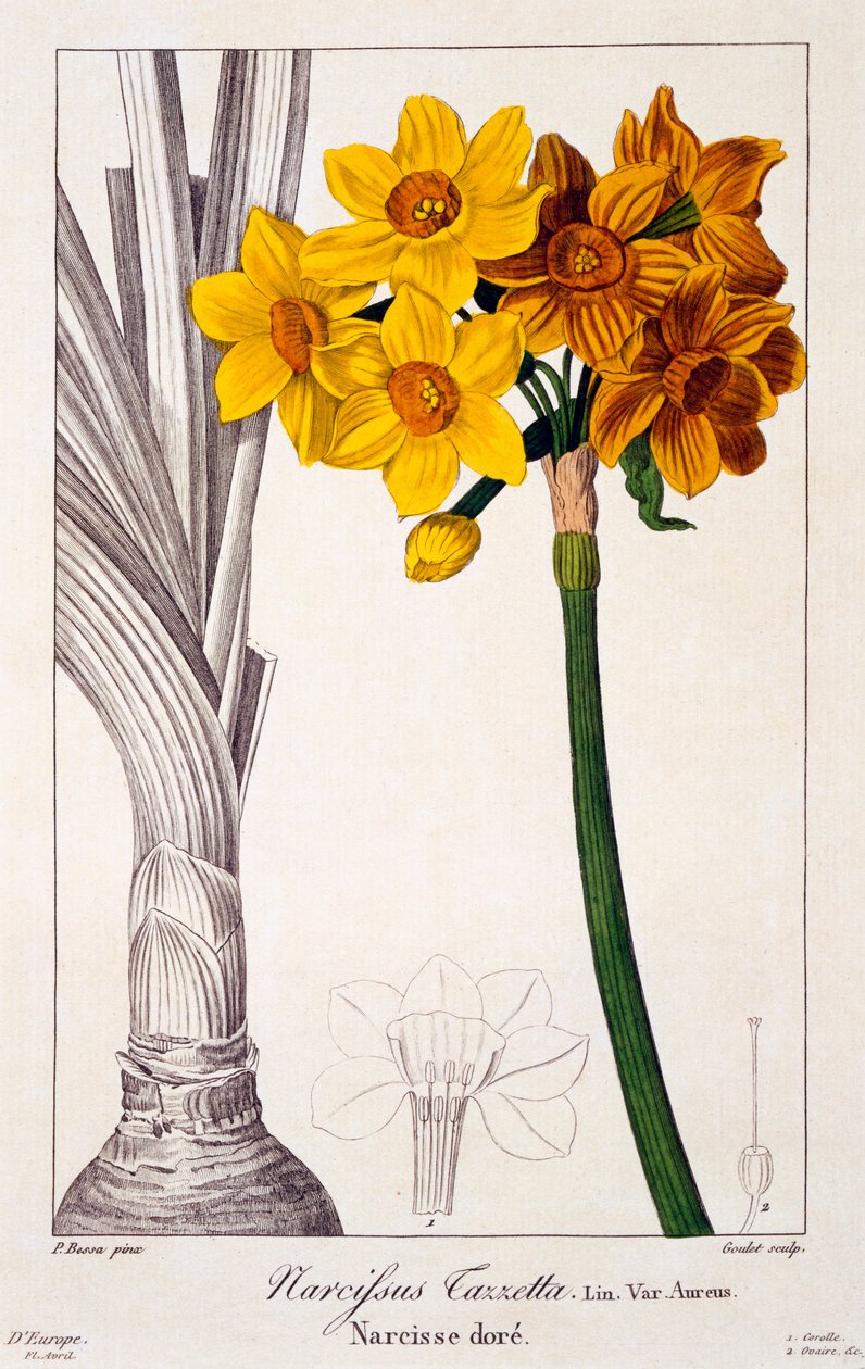Narcissus tazetta, 1836 (handfärgad gravyr) av Pancrace Bessa