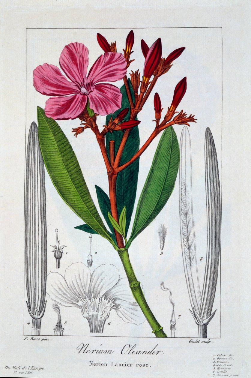 Nerium oleander, 1836 (handkolorerad gravyr) av Pancrace Bessa