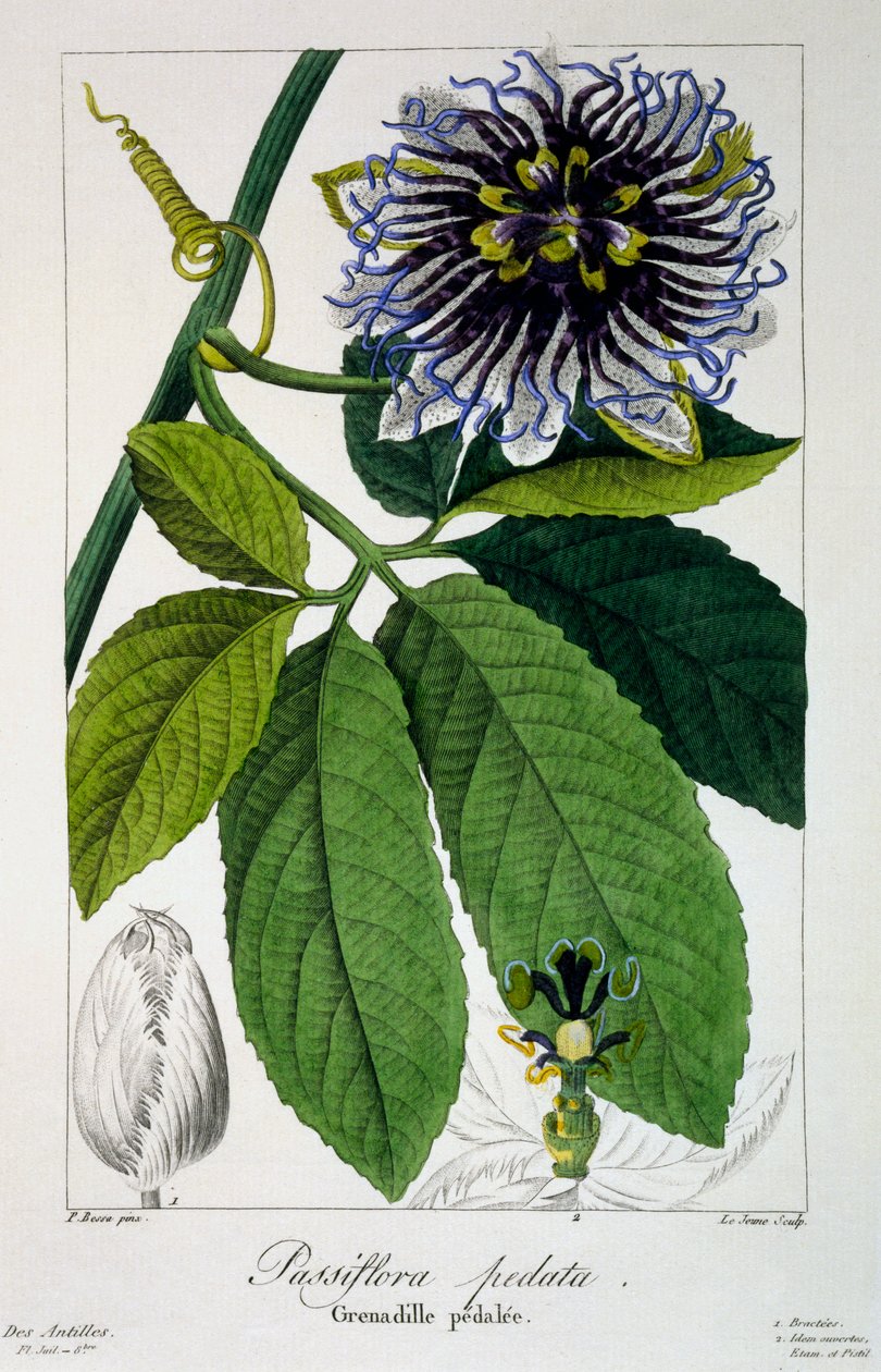 Passiflora pedata, eller Passionsblomma, 1836 (handfärgad gravyr) av Pancrace Bessa