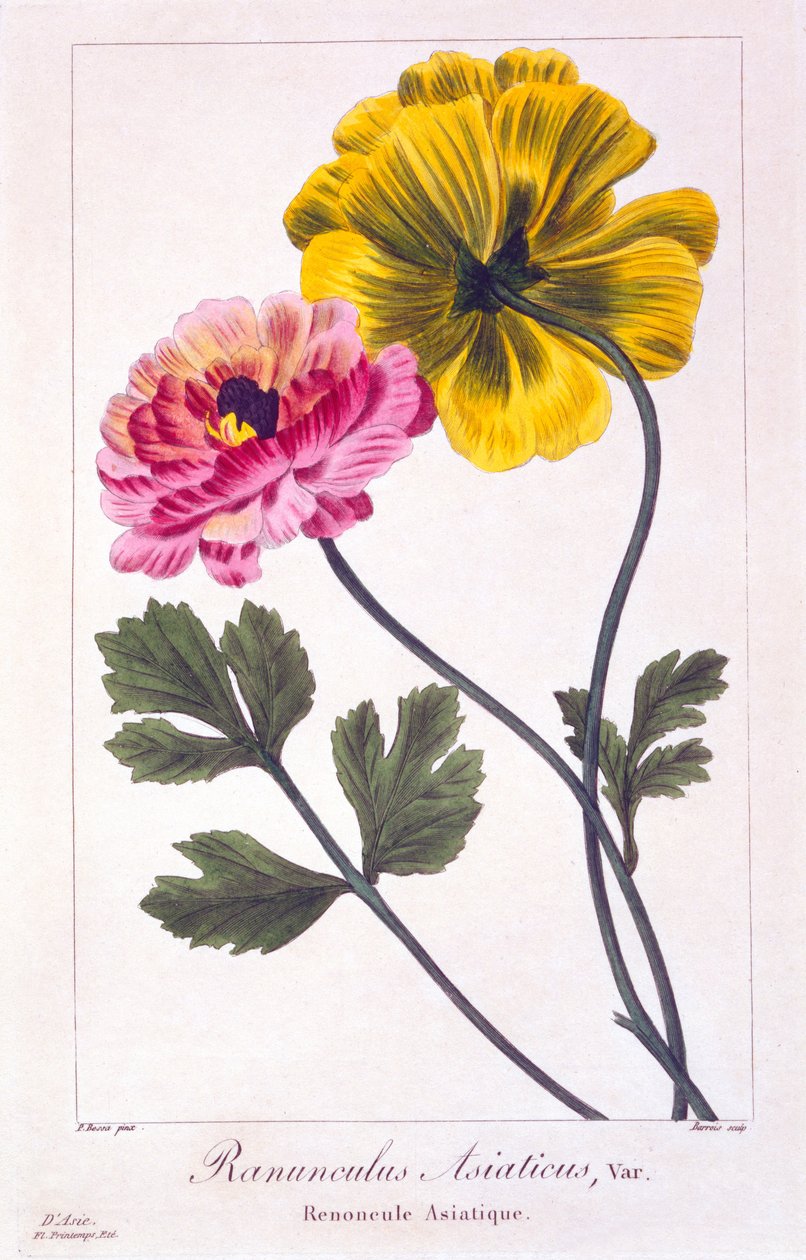 Persisk smörblomma, 1836 (handfärgad gravyr) av Pancrace Bessa