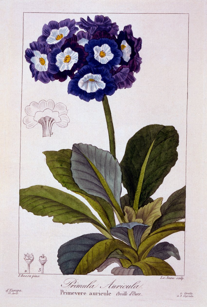 Primula auricula, 1836 (handfärgad gravyr) av Pancrace Bessa