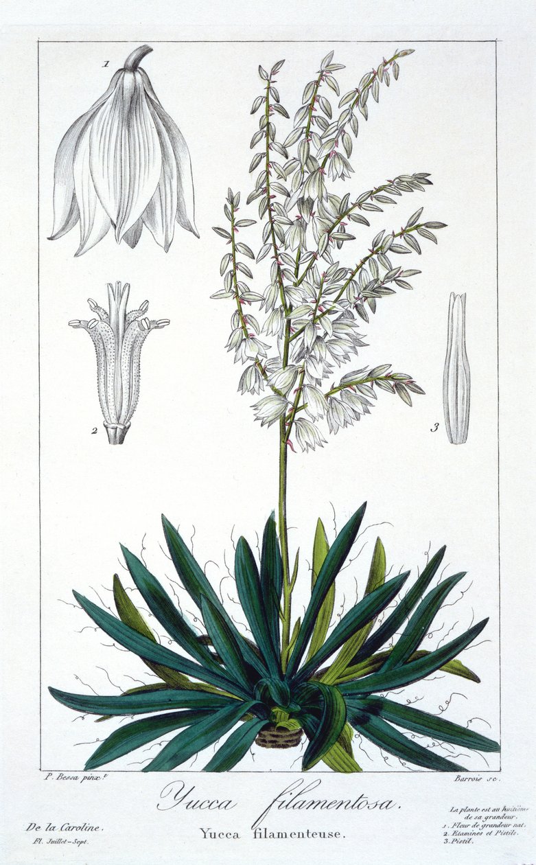 Yucca filamentosa, 1836 (handfärgad gravyr) av Pancrace Bessa
