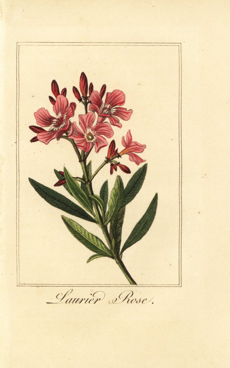 Oleander, Laurierros, Nerium oleander av Pancrace (after) Bessa