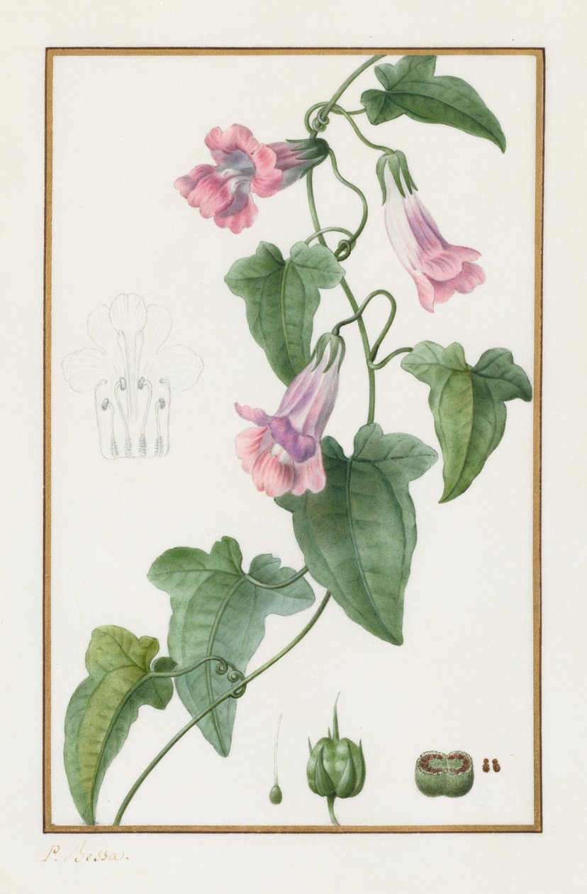 (Botaniskt: Maurándia semperflorens) av Pancrace Bessa