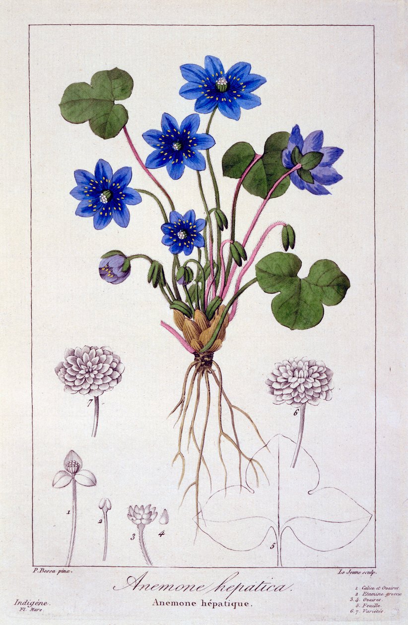 Hepatica nobilis, 1836 (handfärgad gravyr) av Pancrace Bessa
