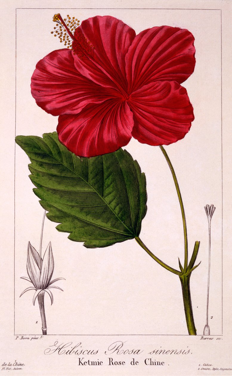 Hibiscus rosa-sinensis, 1836 (handfärgad gravyr) av Pancrace Bessa