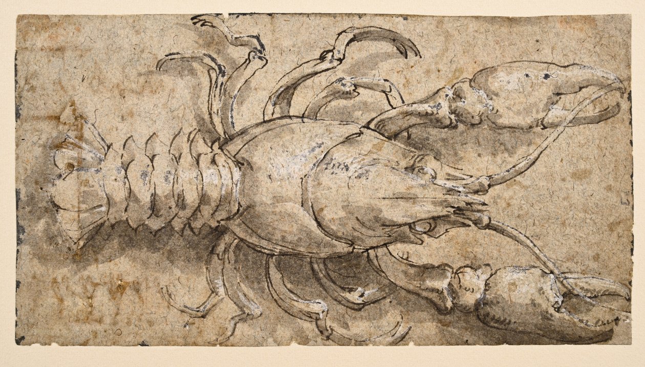 Kräftor (recto) av Parmigianino