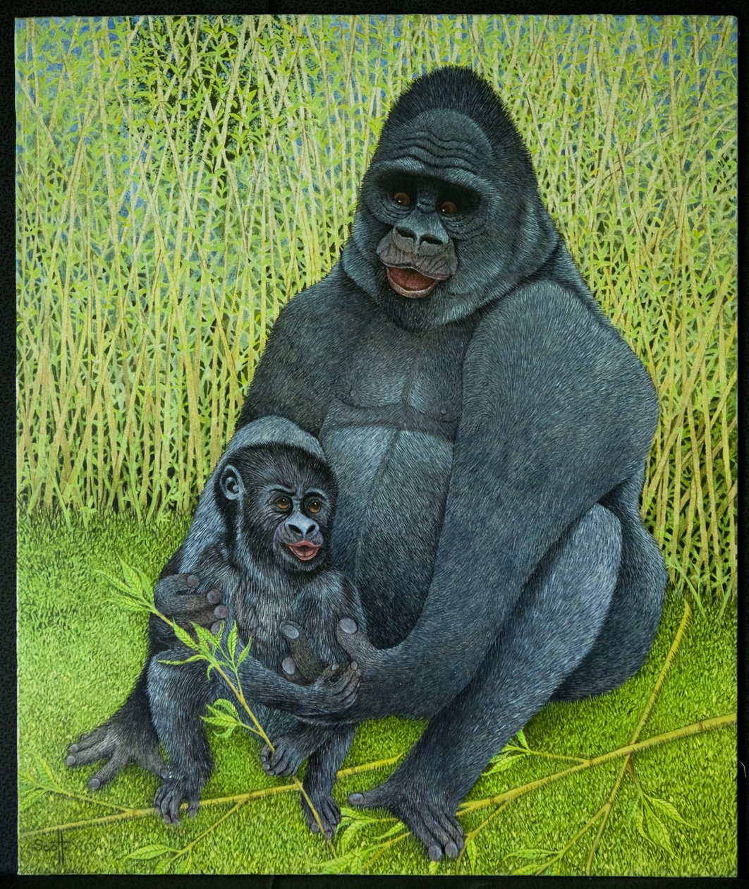 Gorillor av Pat Scott