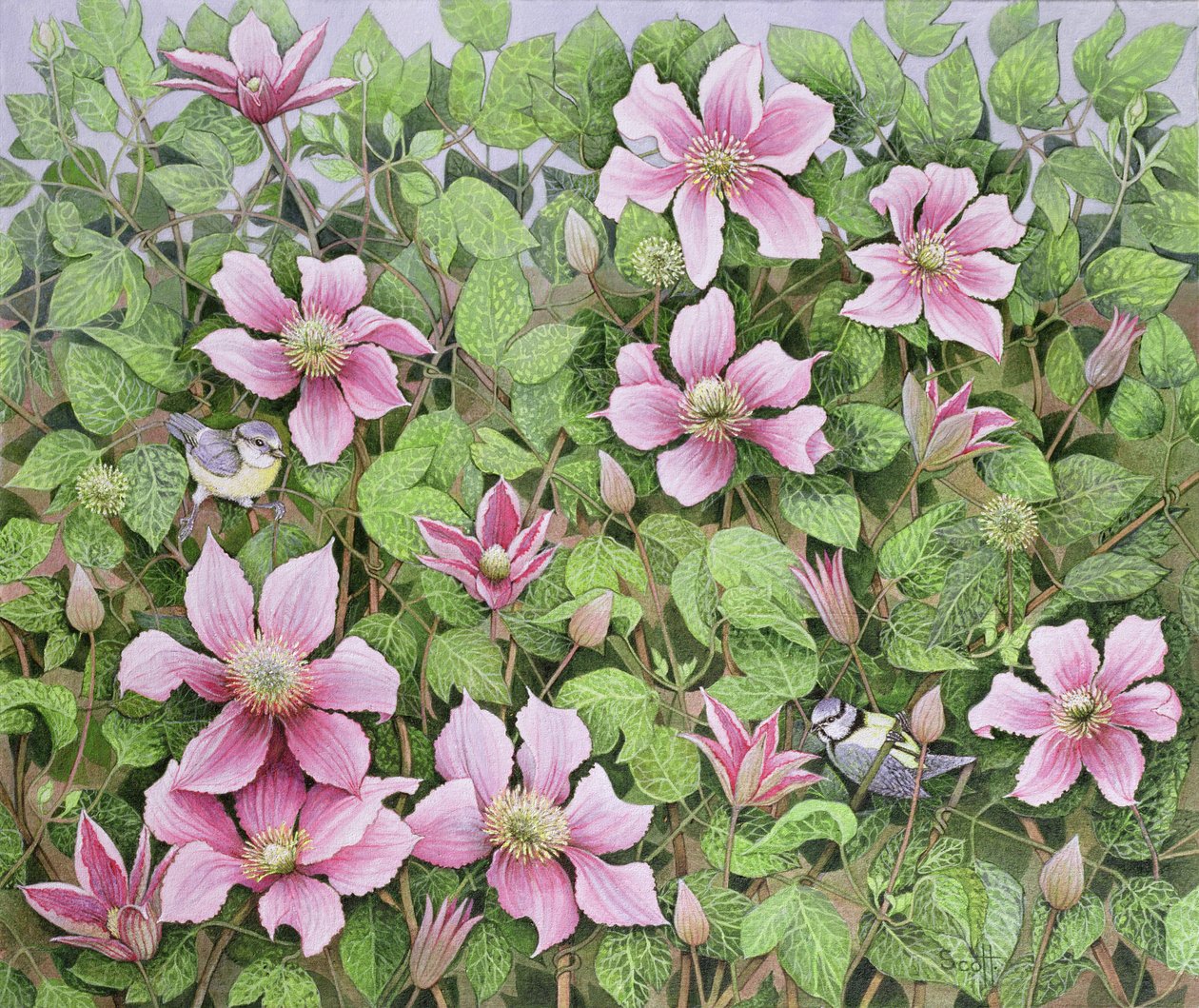 Nesting in Clematis (olja på duk) av Pat Scott