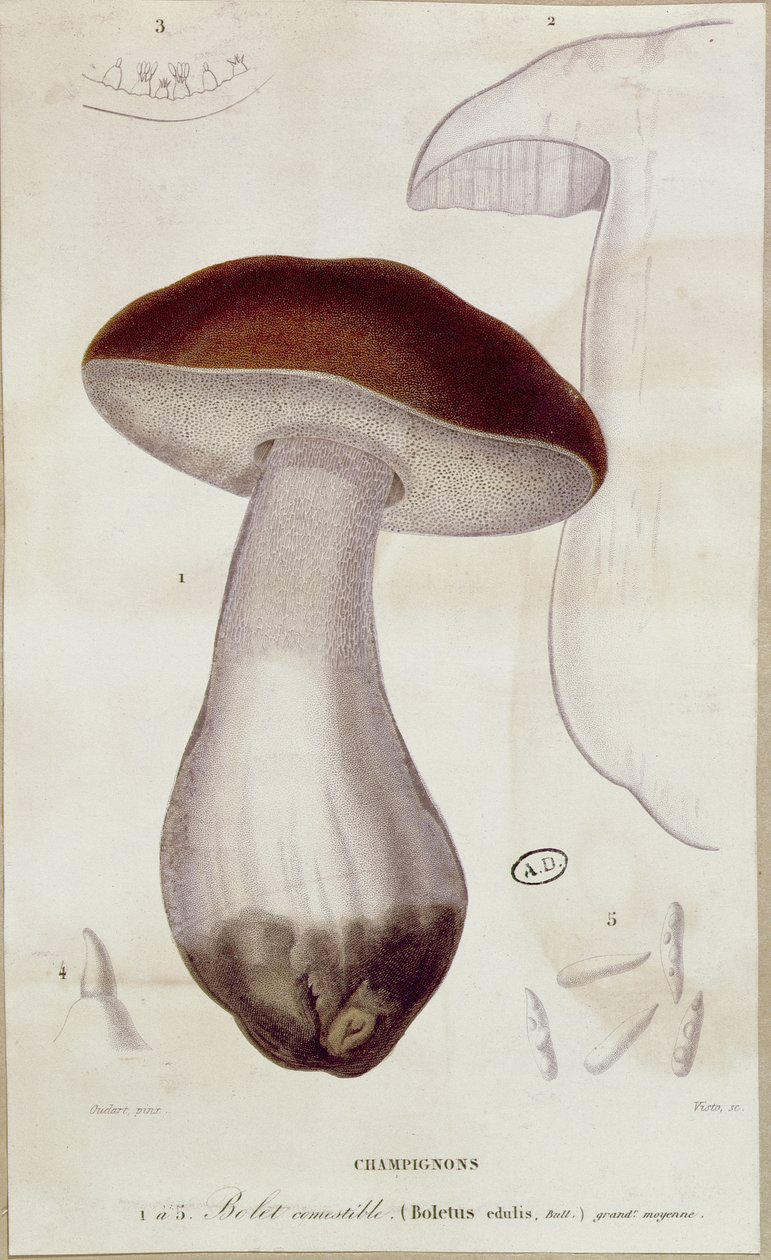 Boletus edulis, illustration till en utgåva av "Traite des Champignons" av Jean Jacques Paulet (1740-1826). av Paul Louis Oudart
