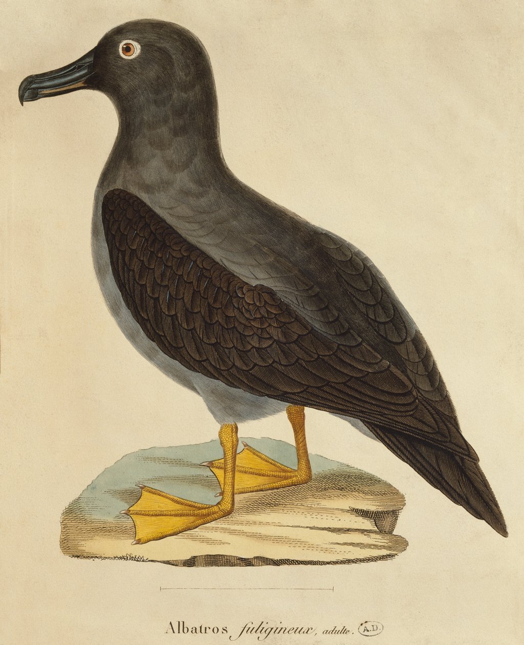 Sooty Albatross (färggravyr) av Paul Louis Oudart