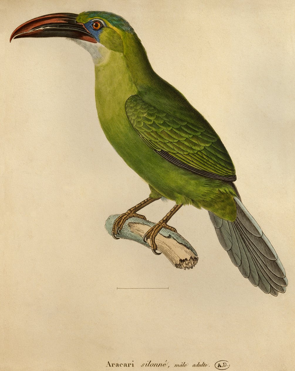 Tukan (färggravyr) av Paul Louis Oudart
