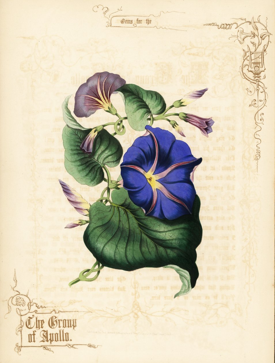 Morning glory blommor och bladverk. av Paul Jerrard