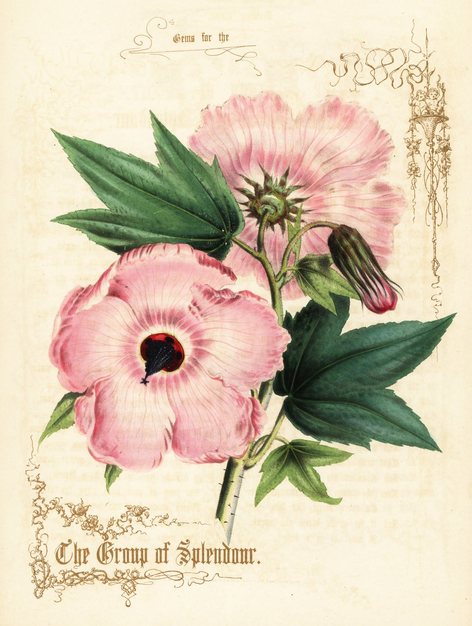 Rosa hibiskusblommor och lövverk. av Paul Jerrard