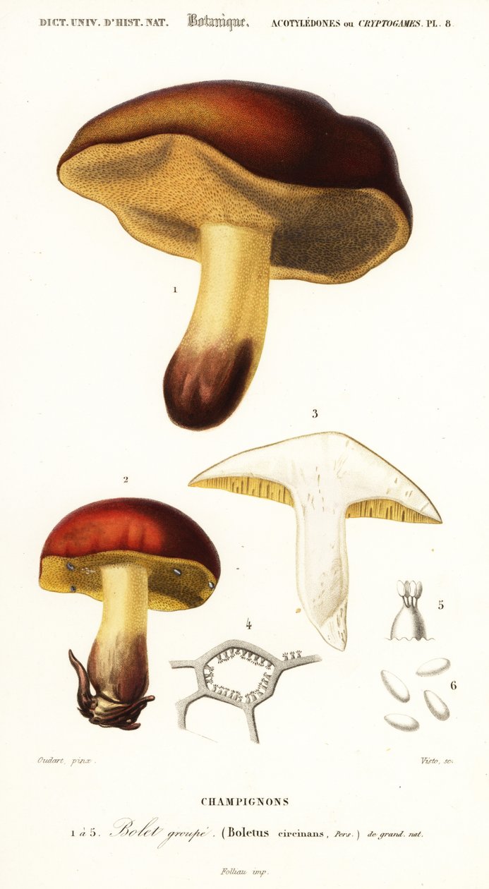 Boletsvamp, Boletus circinans., 1849 (gravyr) av Paul Louis Oudart