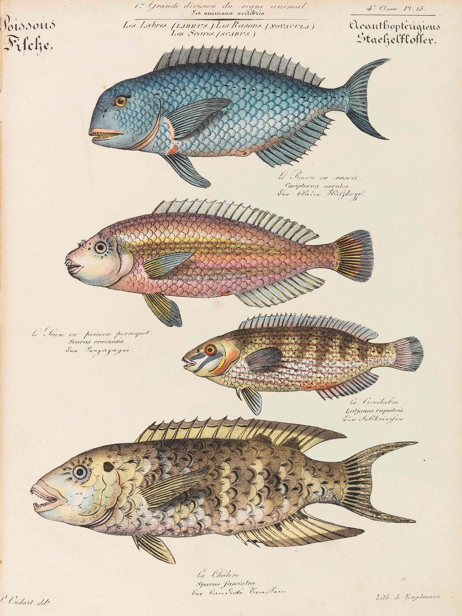Naturhistorisk kurs, 1825-1826. av Paul Louis Oudart