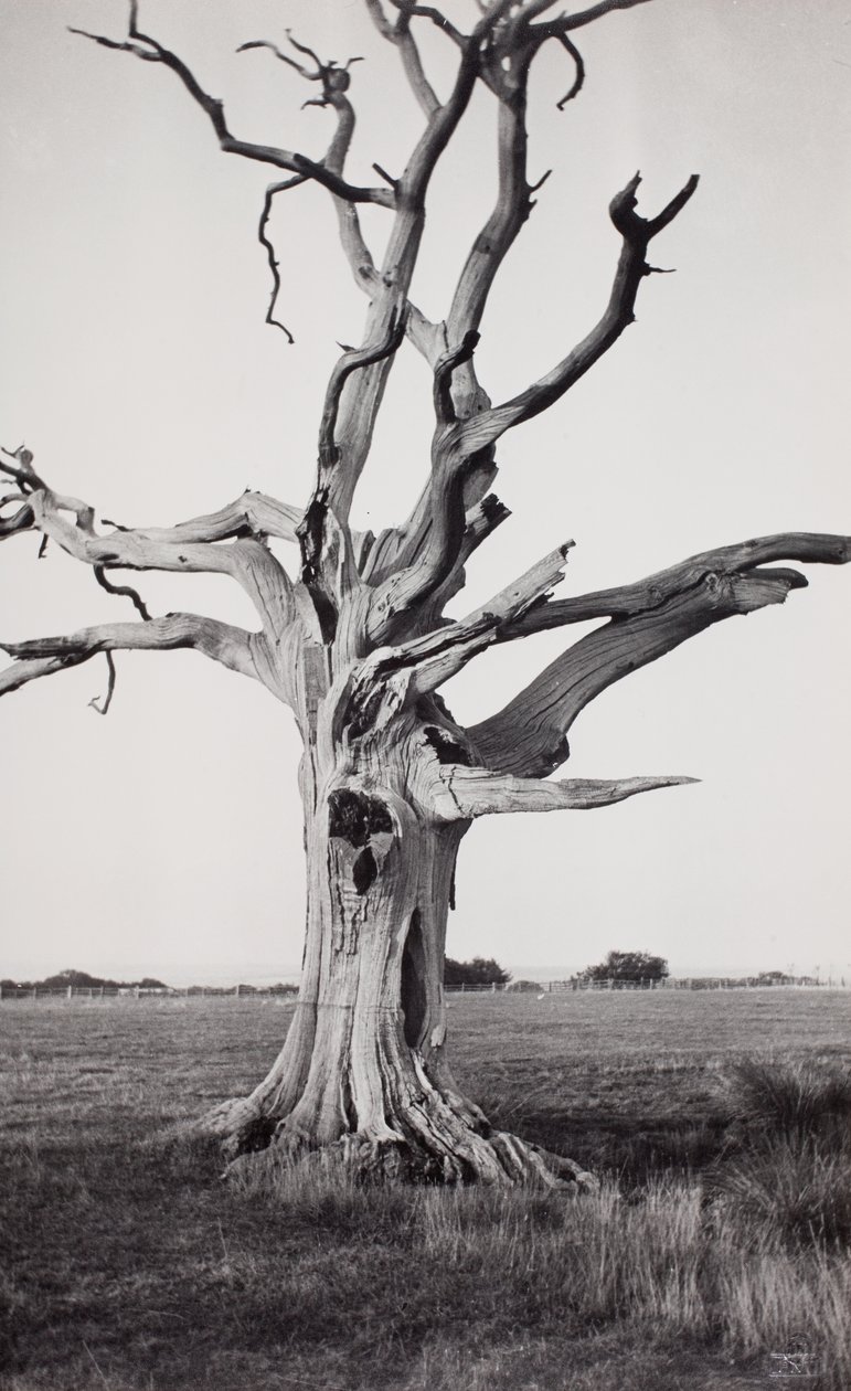 Dött träd, Romney Marsh av Paul Nash