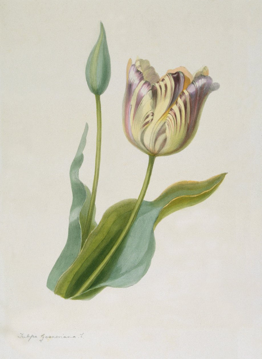 Tulipa, Tulip, c1840-1880. av Pauline Girardin