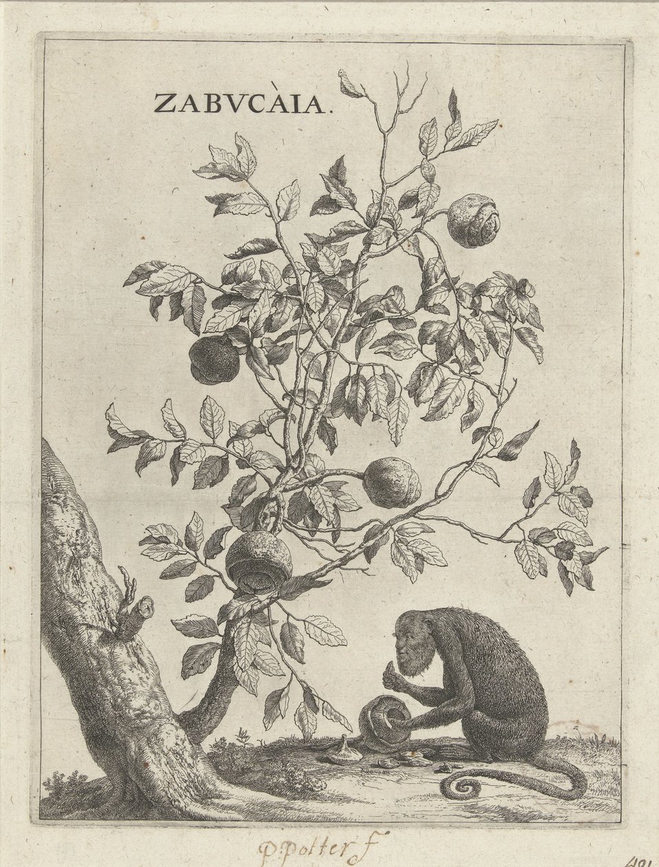 Zabucaiaboom en een aap Zabvcàia (titel på objekt) av Paulus Potter
