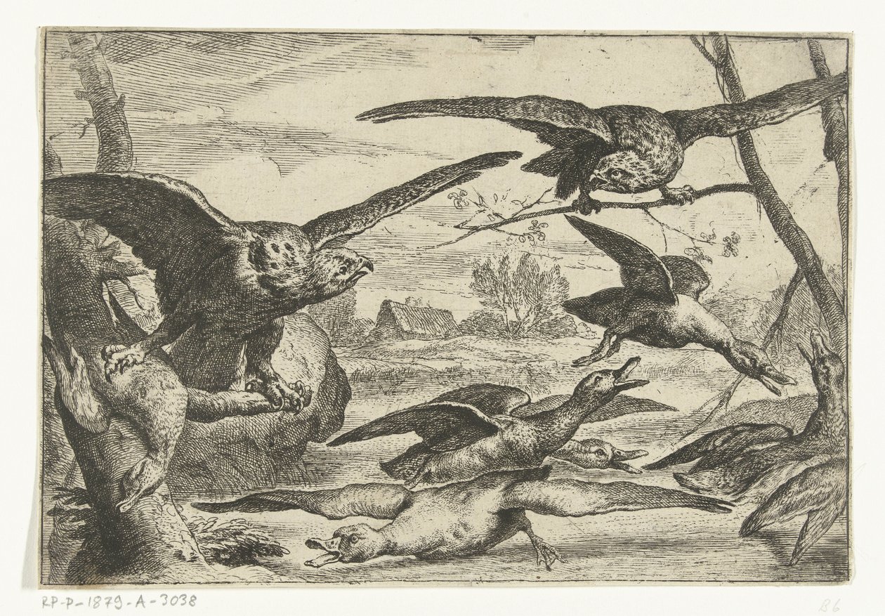 Roofvogels Olika fåglar (serietitel) av Peeter Boel