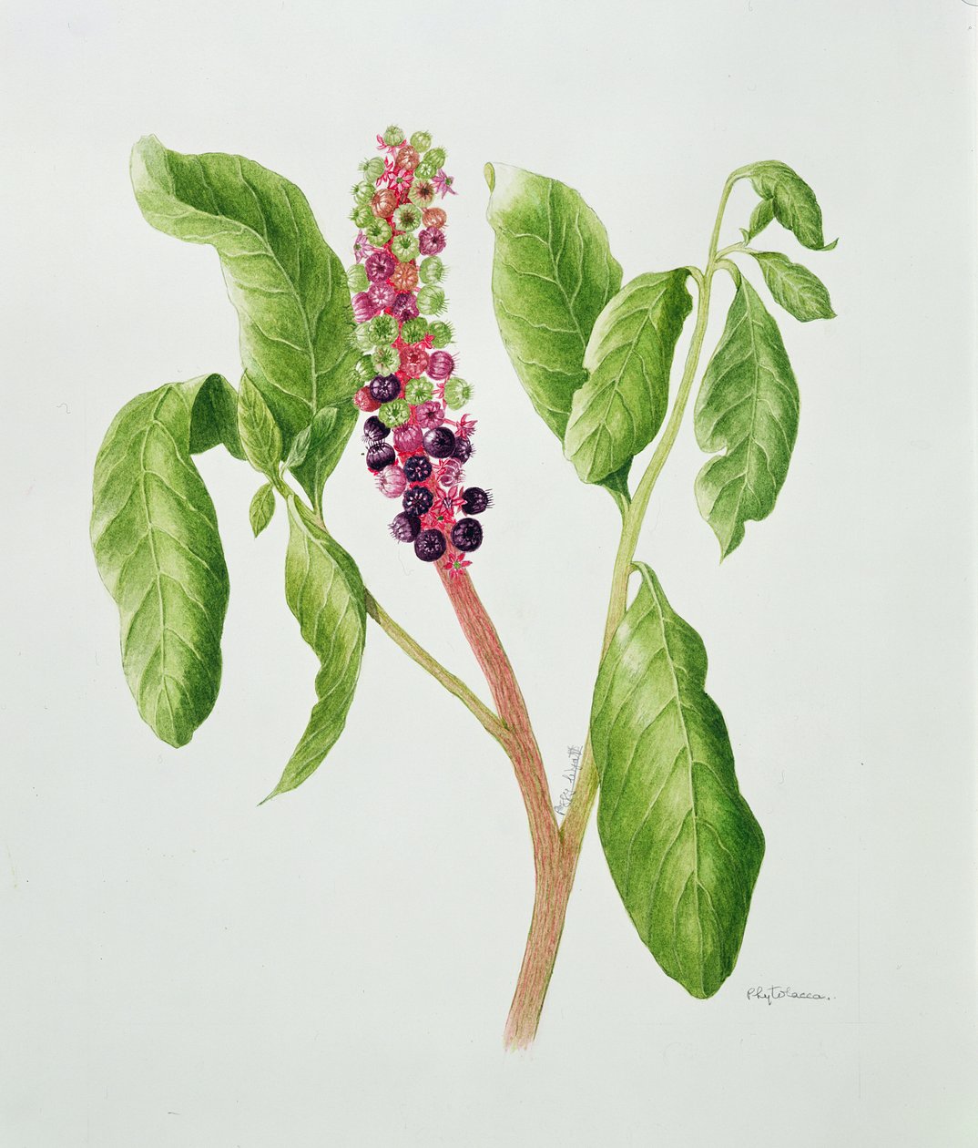 Phytolacca (akvarell) av Peggy Wyatt