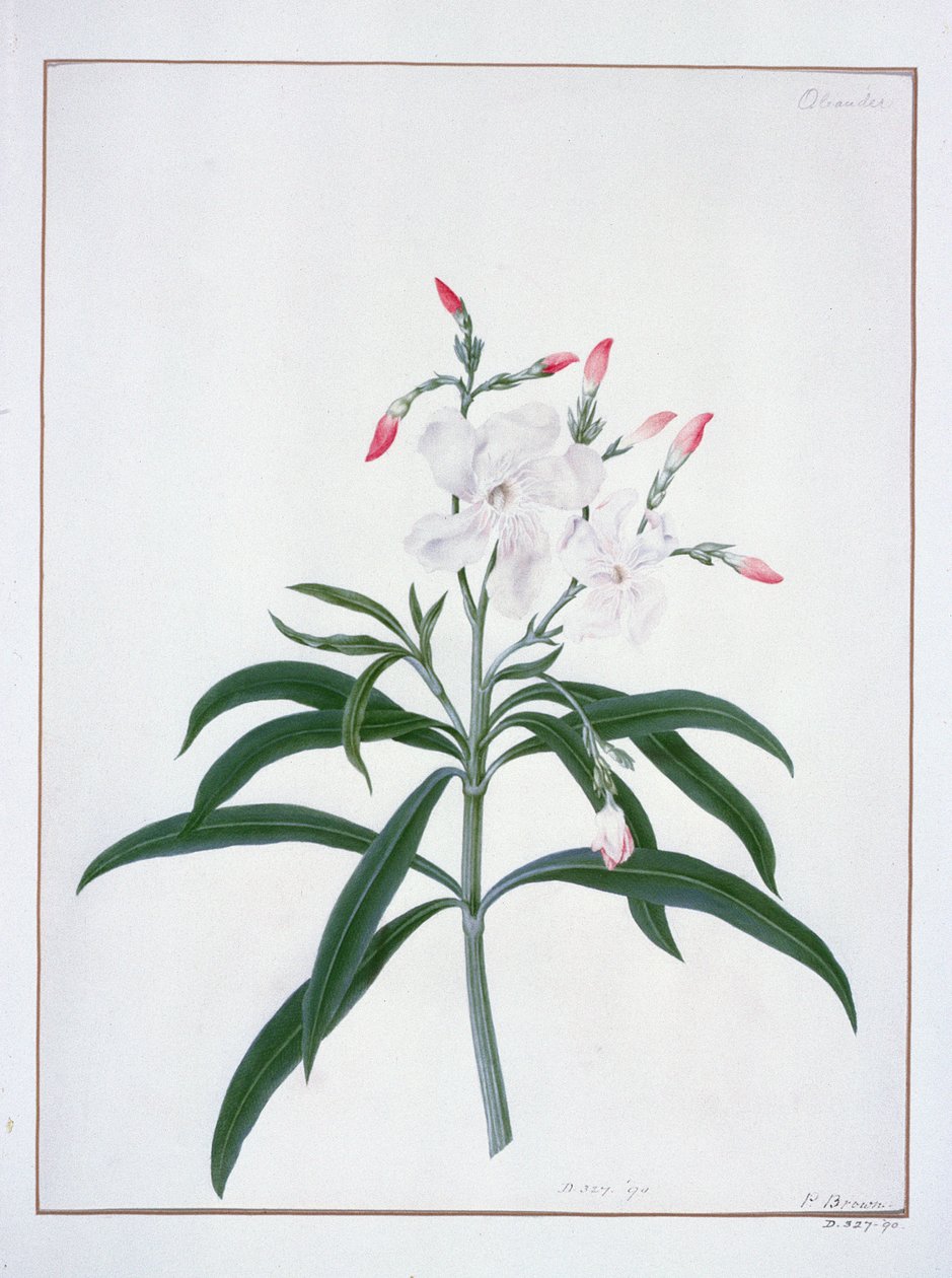 Blomsterstudier, 1700-talet (akvarell) av Peter Brown