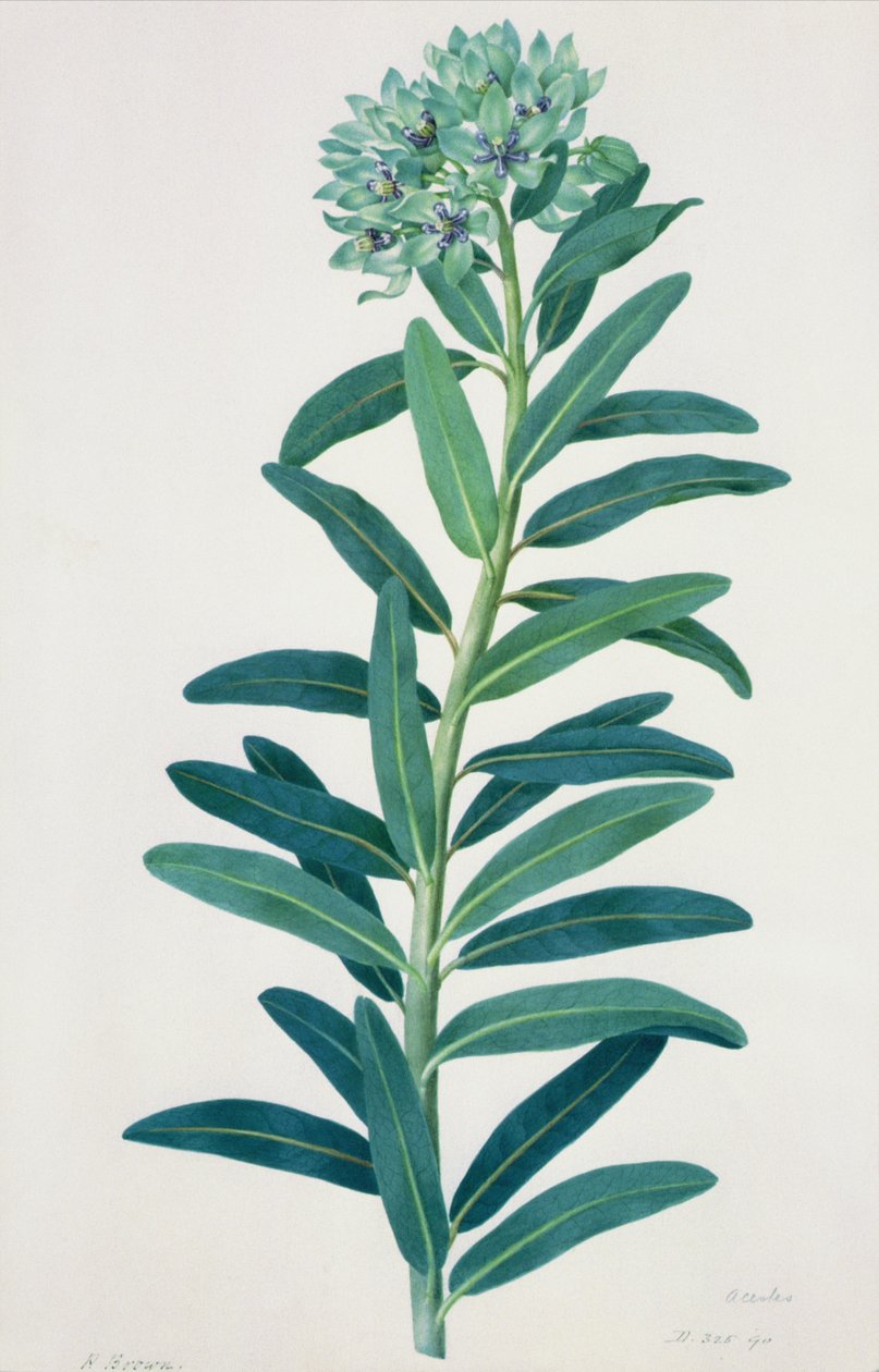 Gladioli, 1700-talet av Peter Brown