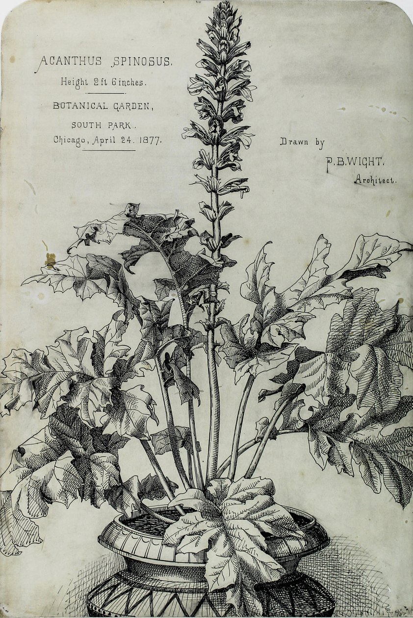 Acanthus Spinosus, Presentationsteckningar av Peter Bonnett Wight