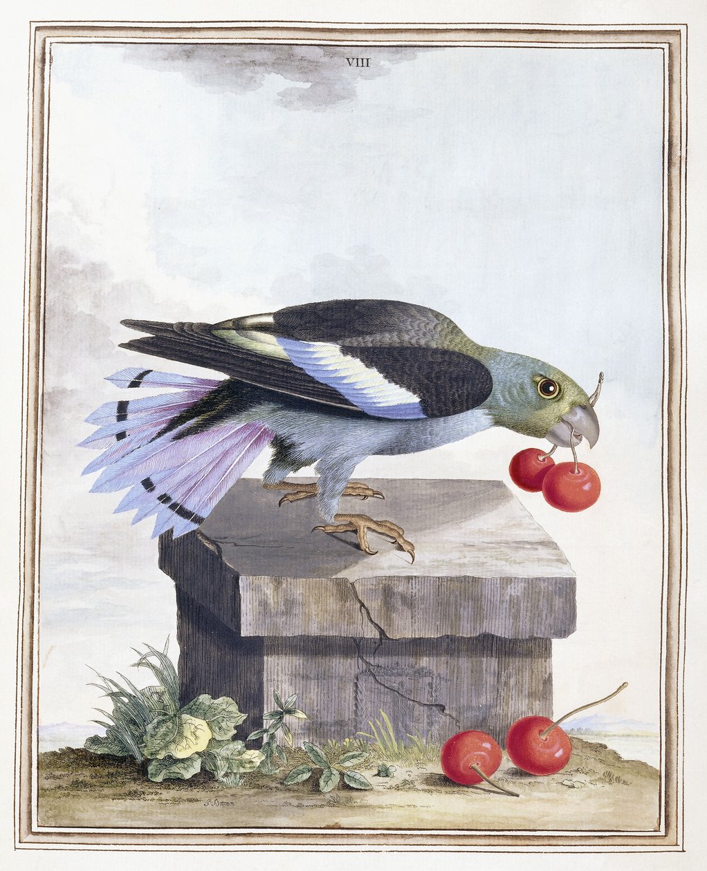 Plåt VIII av Peter Brown