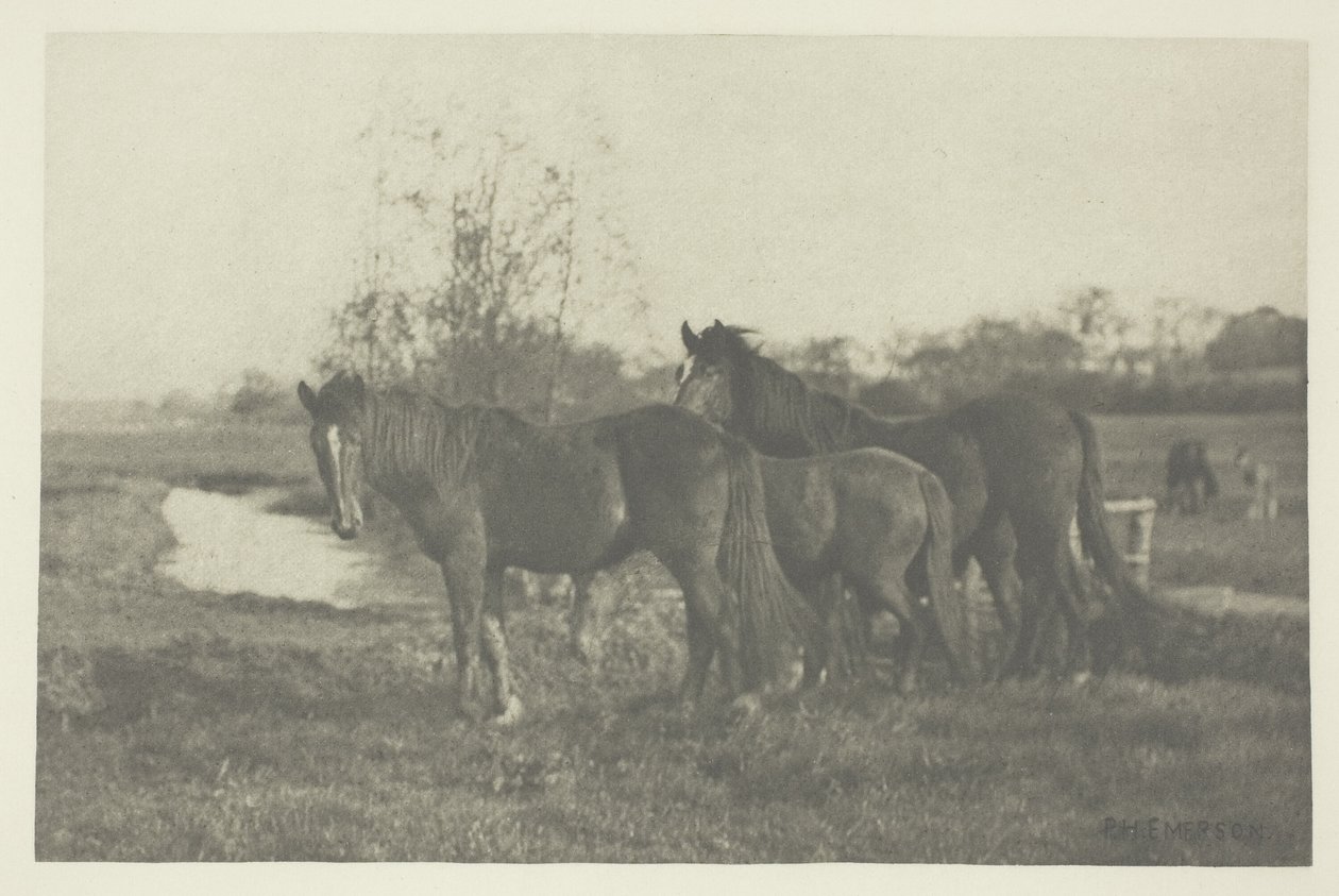 Colts på en Norfolk Marsh av Peter Henry Emerson