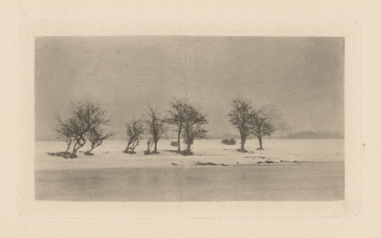 Knotiga taggträd av Peter Henry Emerson