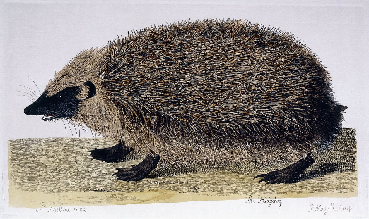 Igelkotten, 1761-1766 av Peter Paillou