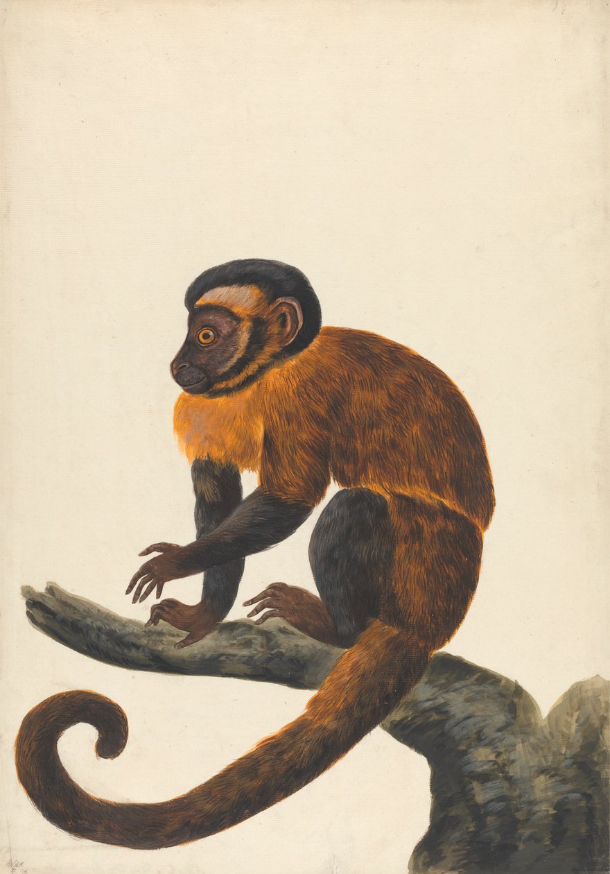 En kapuciner av Peter Paillou the younger